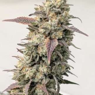 Storm Trooper
