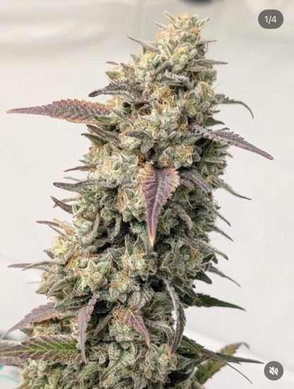 Storm Trooper