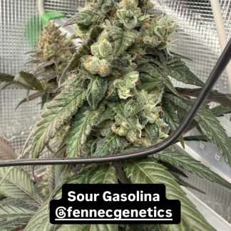 Sour Gasolina