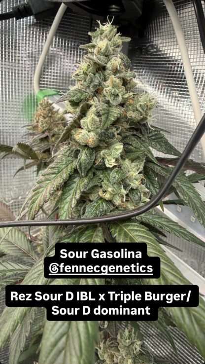 Sour Gasolina
