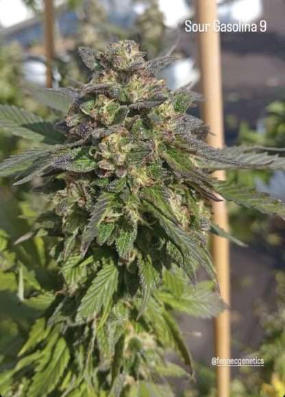 Sour Gasolina - Image 2