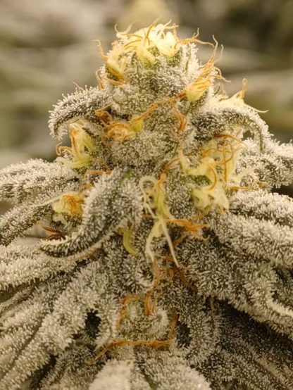 Zomps - Image 3