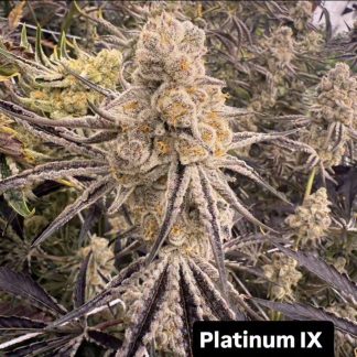 Platinum IX