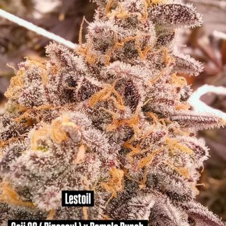 Lestoil