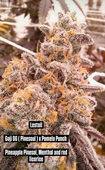 Lestoil