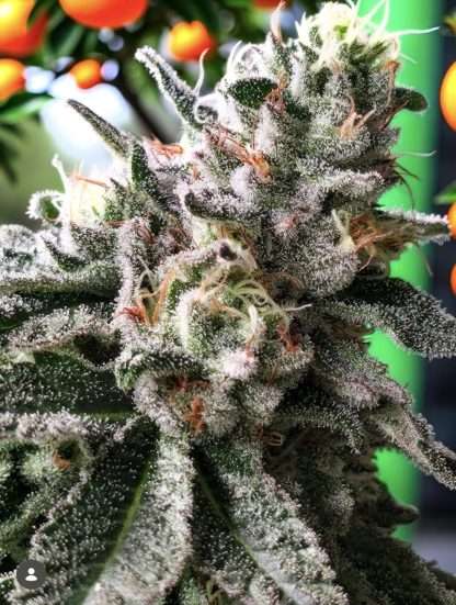 Superboof x Red Pop