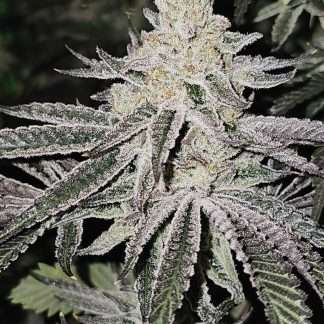 Aurelium