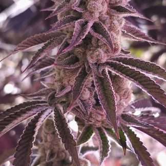 Platinum Dosha
