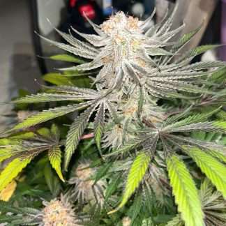 Cookie Monster