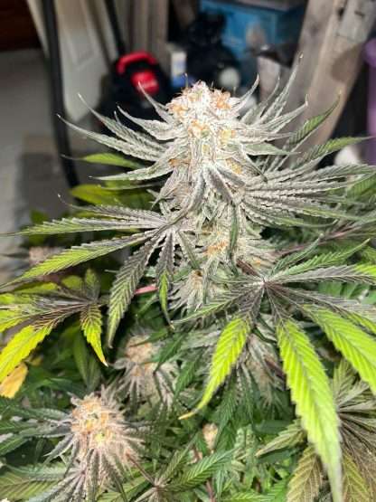 Cookie Monster