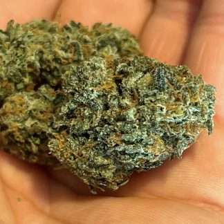 Blue Guavaz (3⚢)