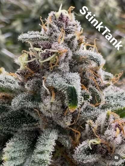 Stink Tank