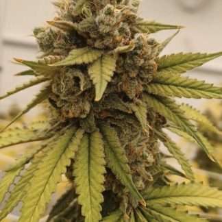 Salted Melon F2