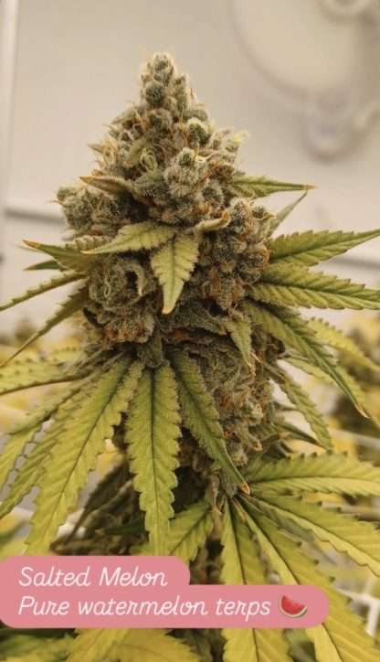 Salted Melon F2