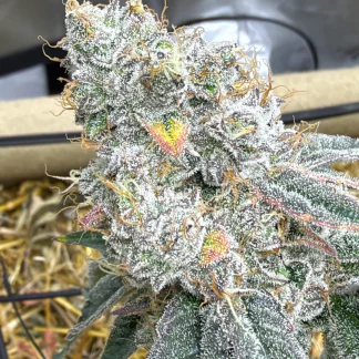 Bananacane