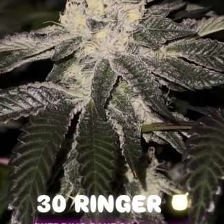 30 Ringer
