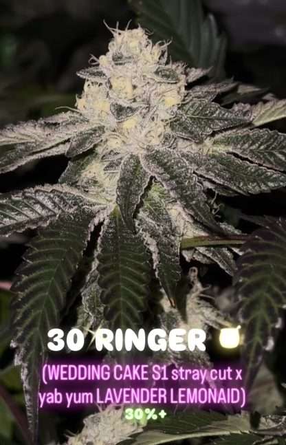 30 Ringer
