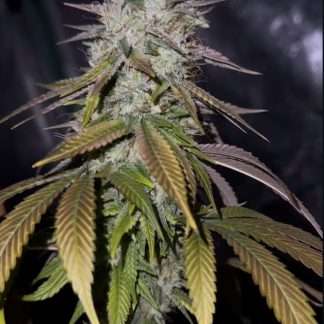 Lavender Thai