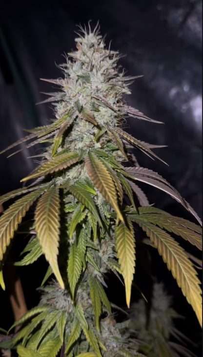 Lavender Thai