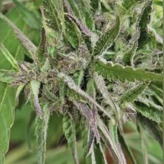 Hawaiian Sativa