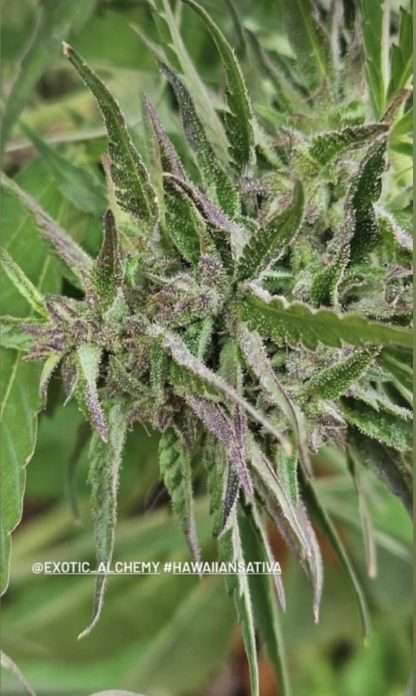Hawaiian Sativa