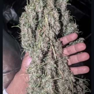 Malawi Gold