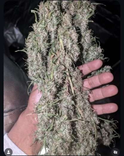 Malawi Gold