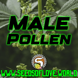 Pollen